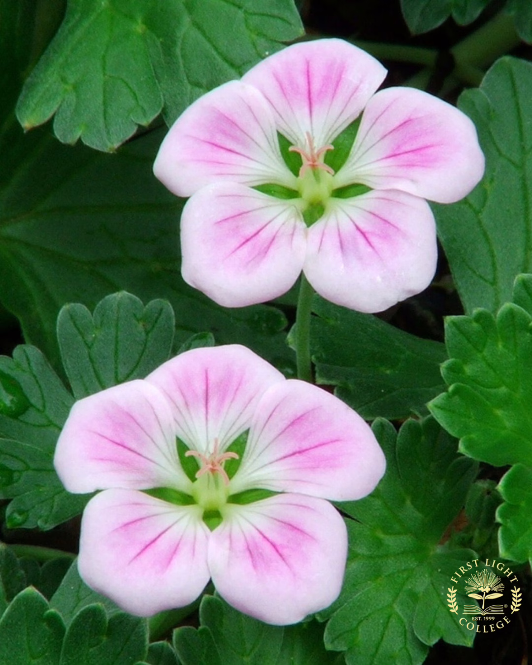 No 11 Chatham Island Geranium