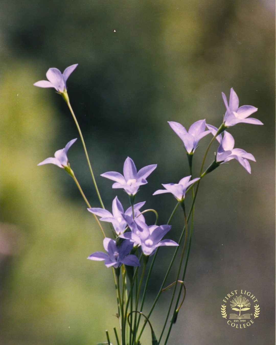 No 12 Native Harebell