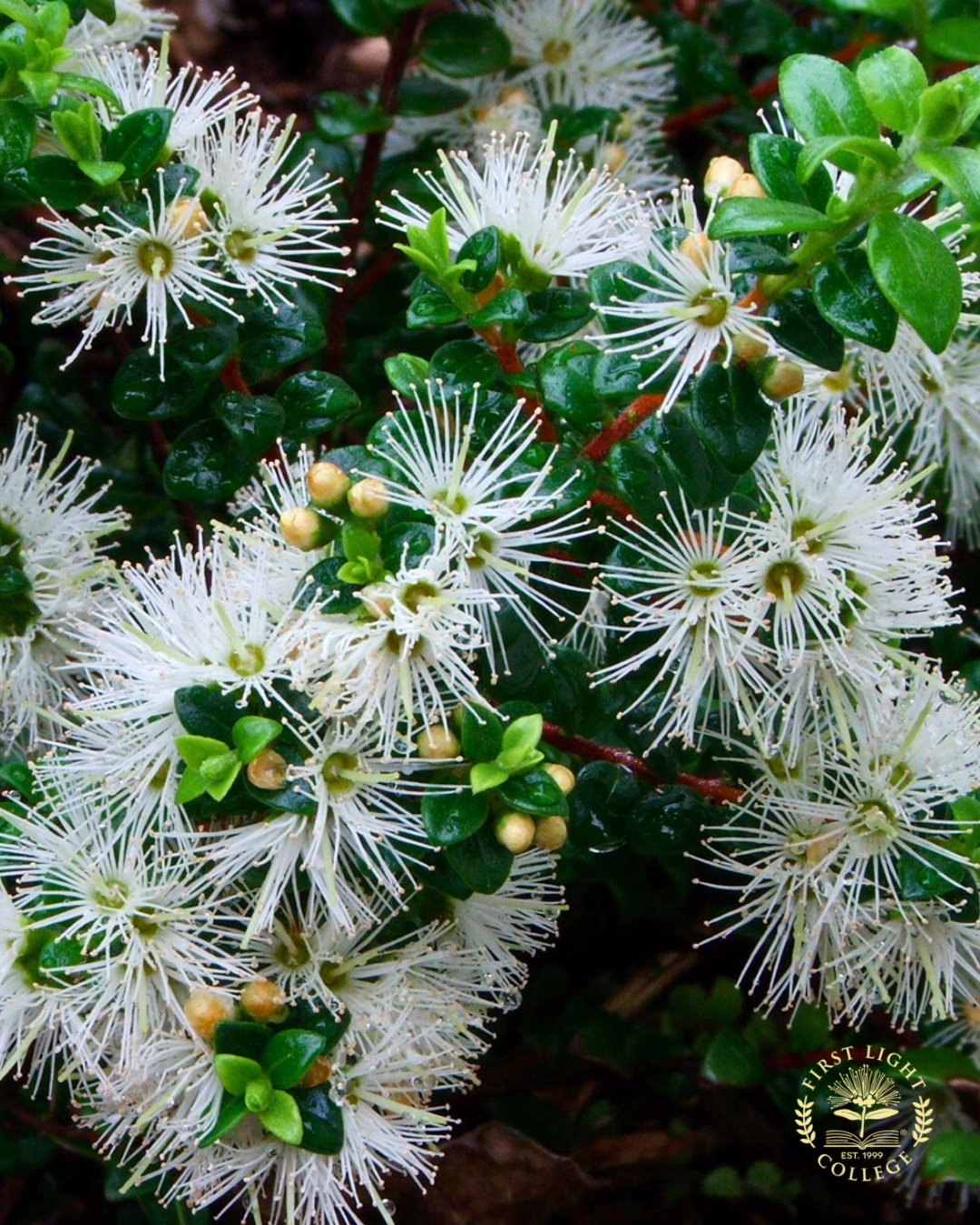 No 16 Small White Rata
