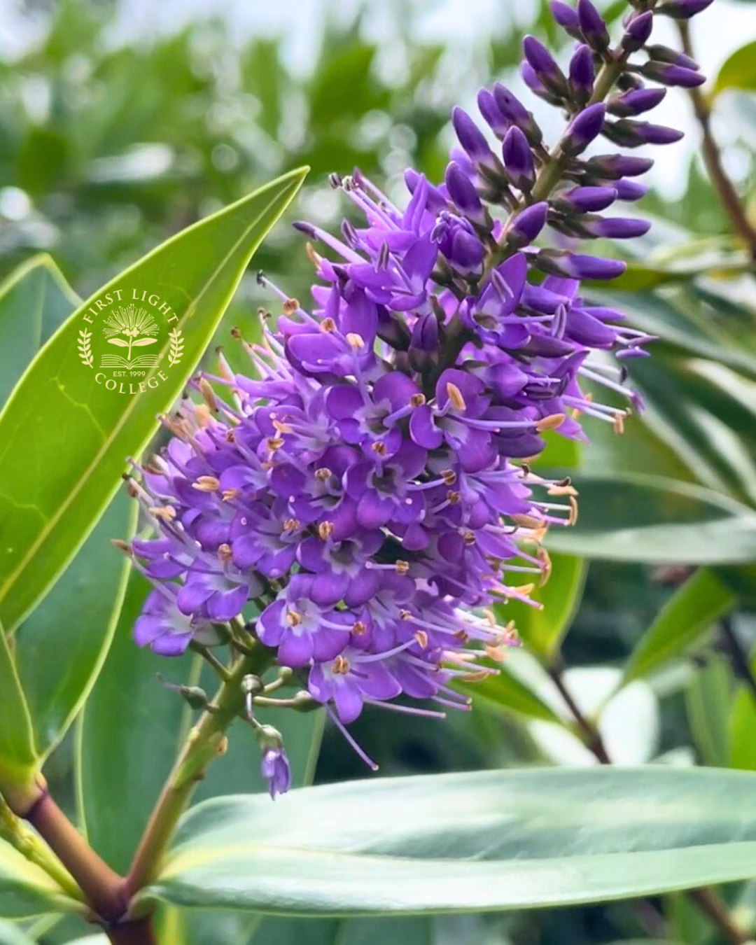 No 18 Purple Koromiko