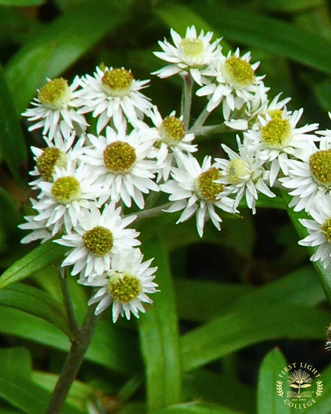 No 19 Lovers Daisy