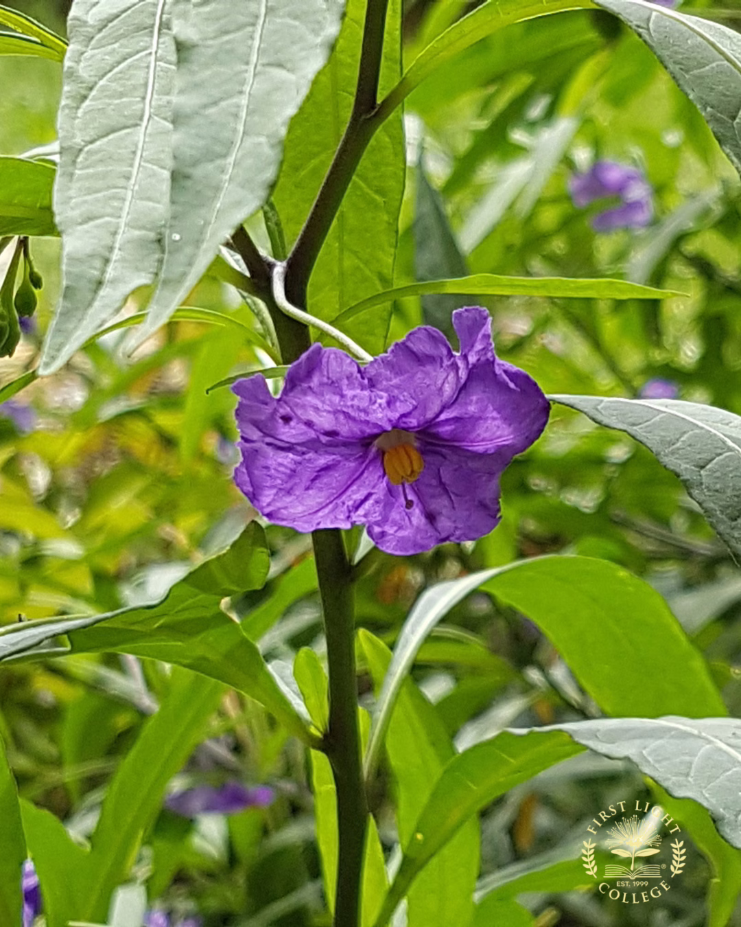 No 24 Poroporo
