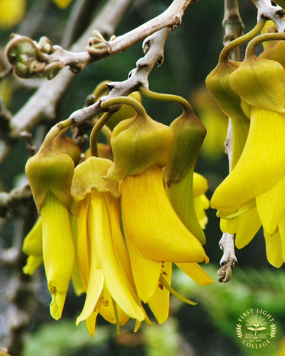 No 25 Kowhai