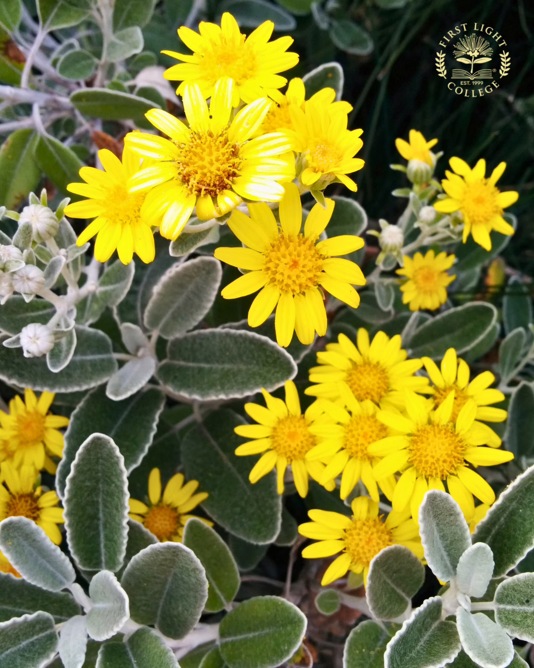 No 3 Cook Strait Groundsel