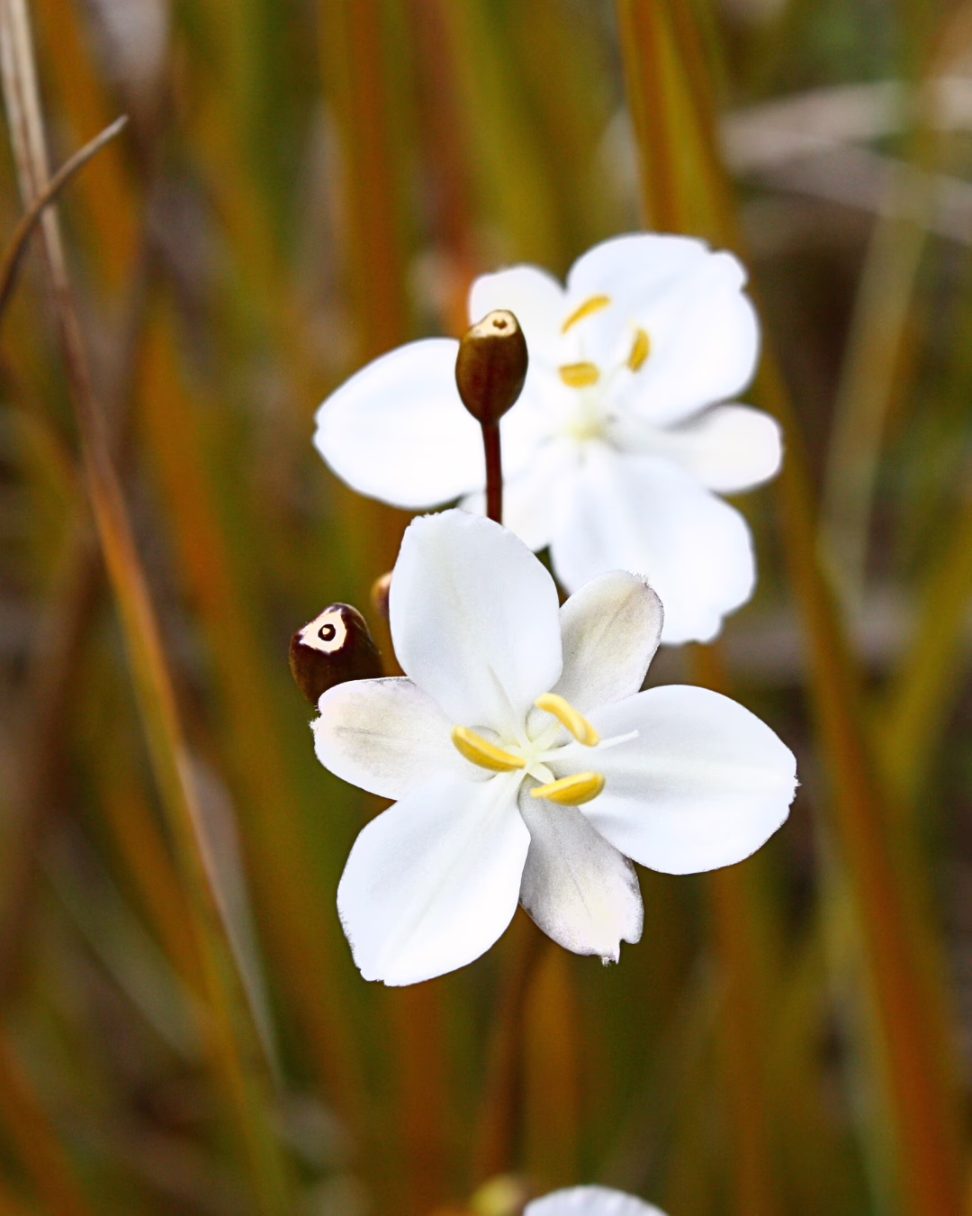 No 31 Native Iris
