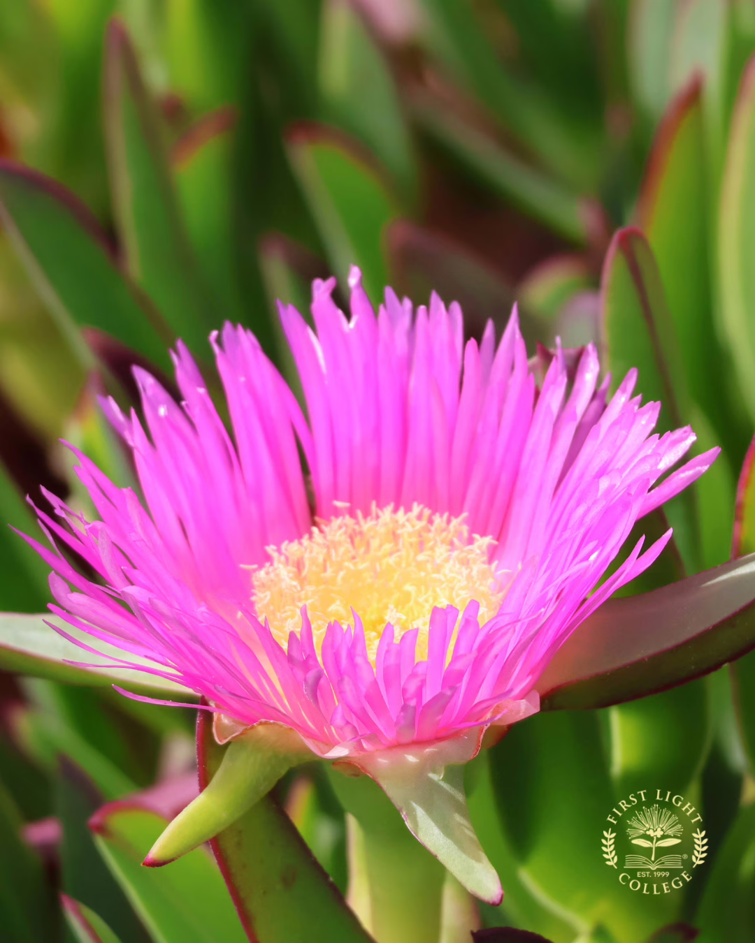 No 32 Ice Plant