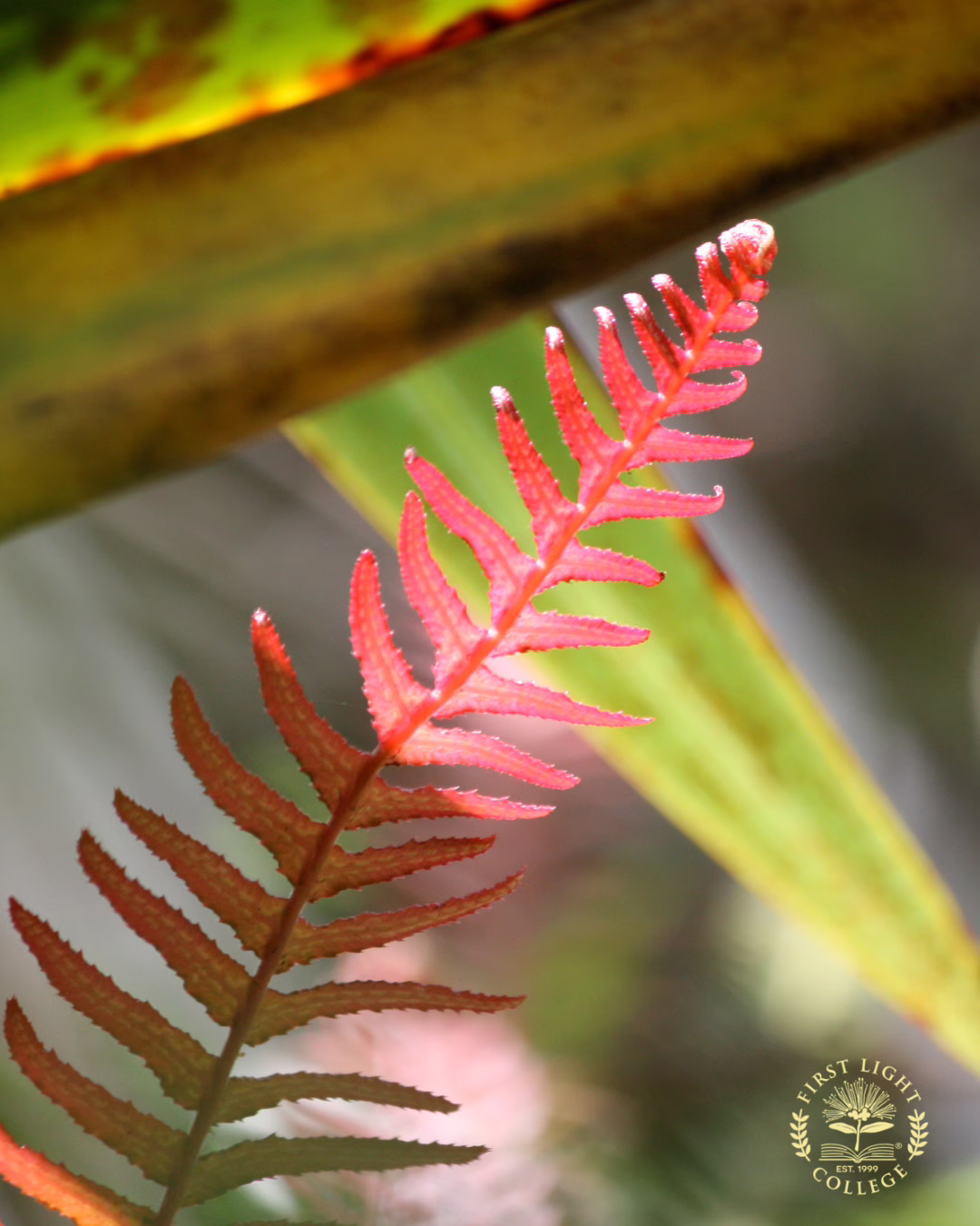 No 38 Rasp Fern