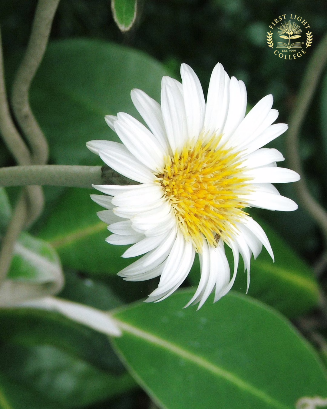 No 4 Marlborough Rock Daisy