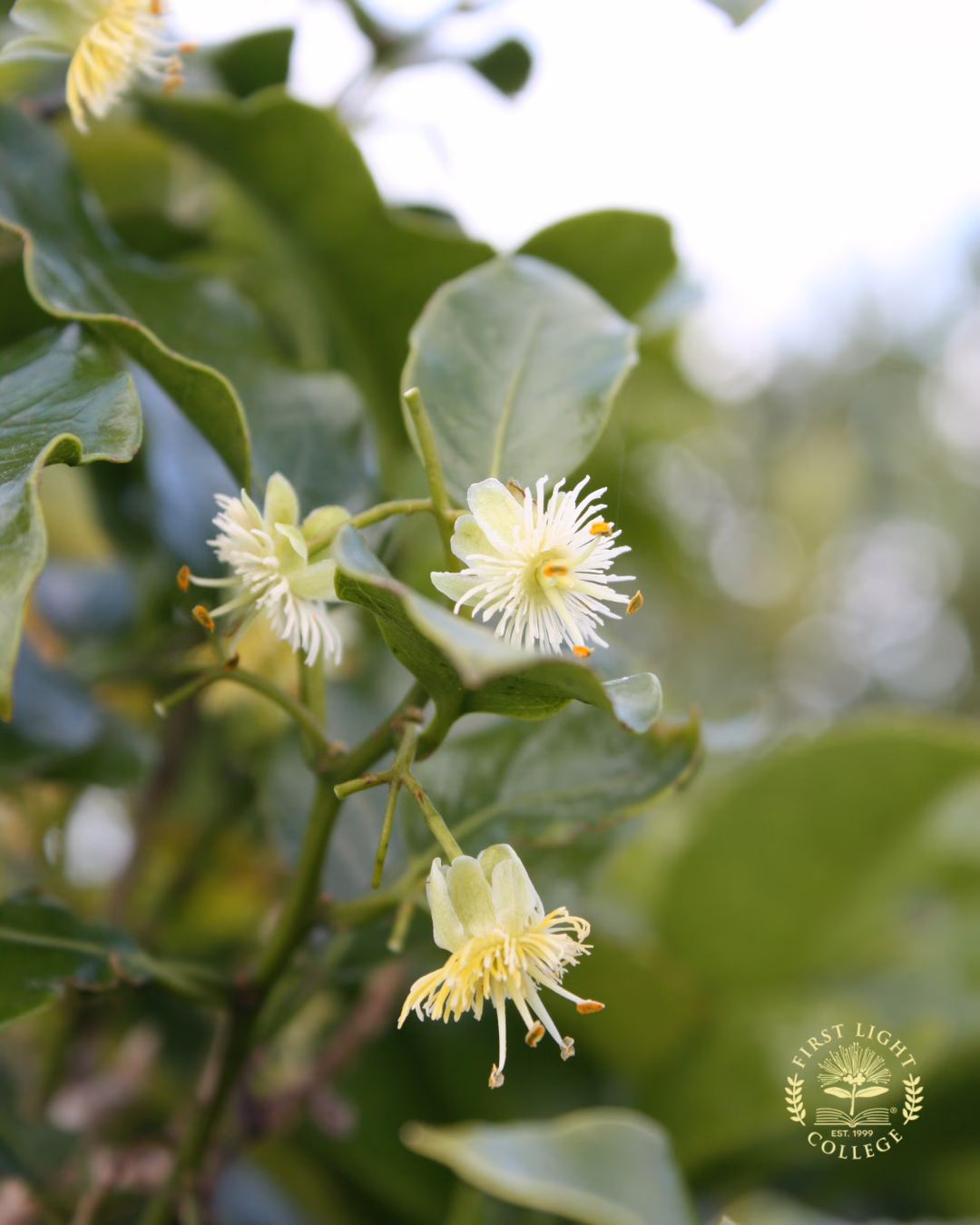 No 5 Native Passionfruit