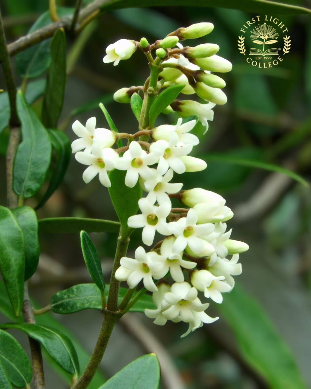 No 6 NZ Jasmine