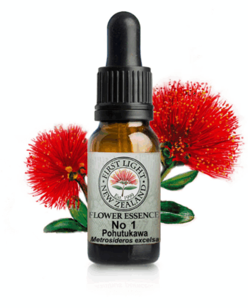 No 1 Pohutukawa