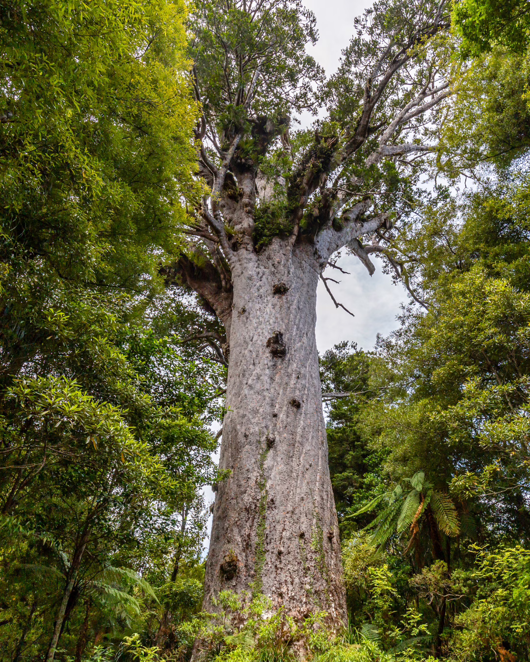 no 47 kauri