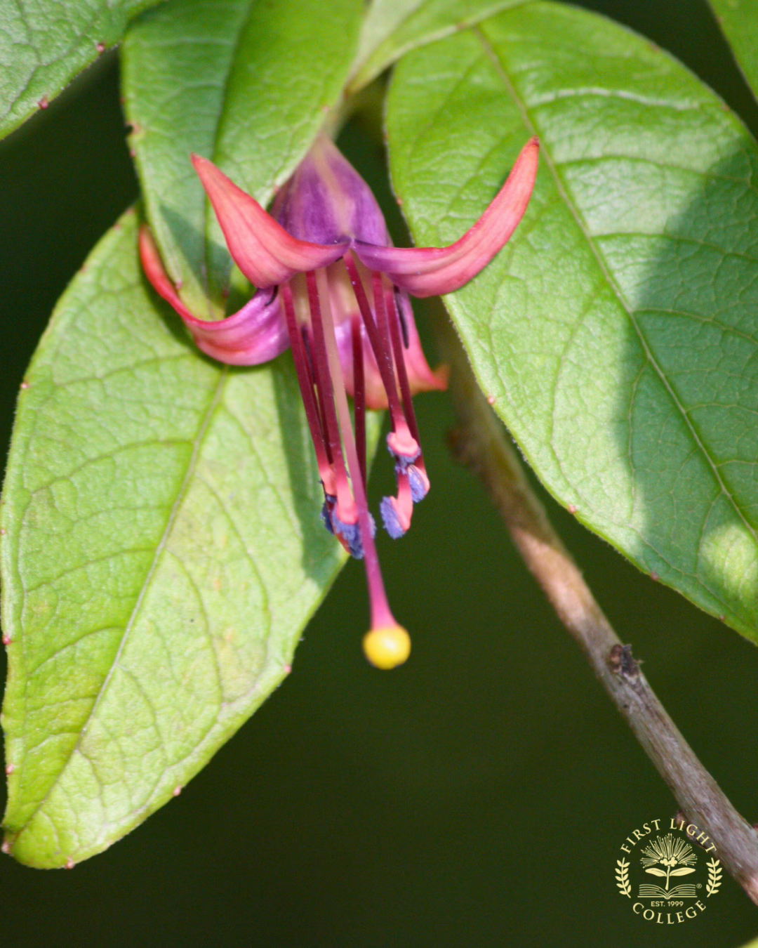no 65 tree fuchsia