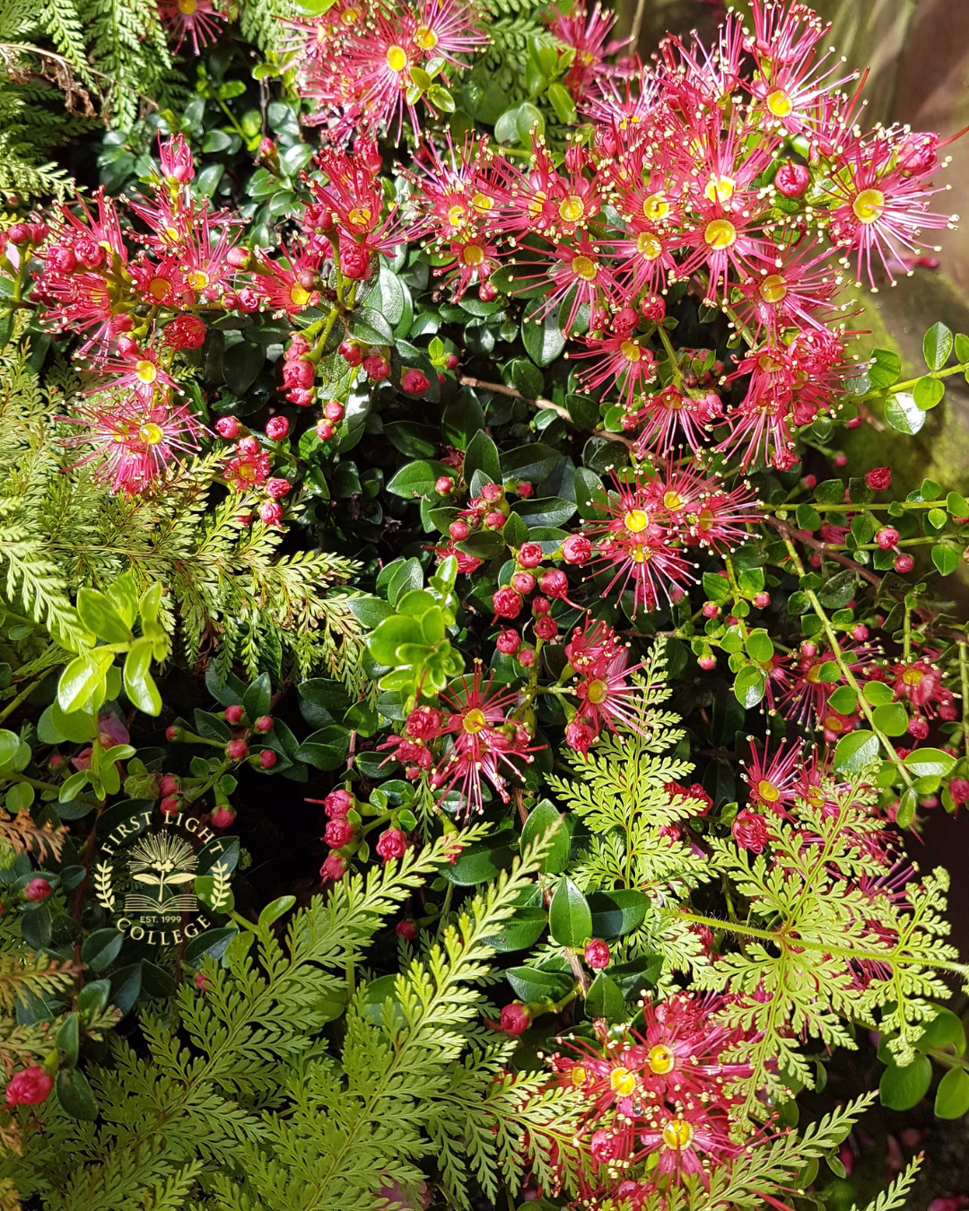 no 67 red rata