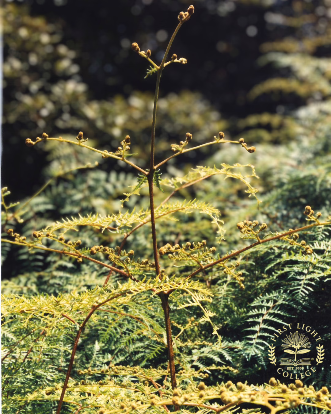 no 69 braken fern (2)