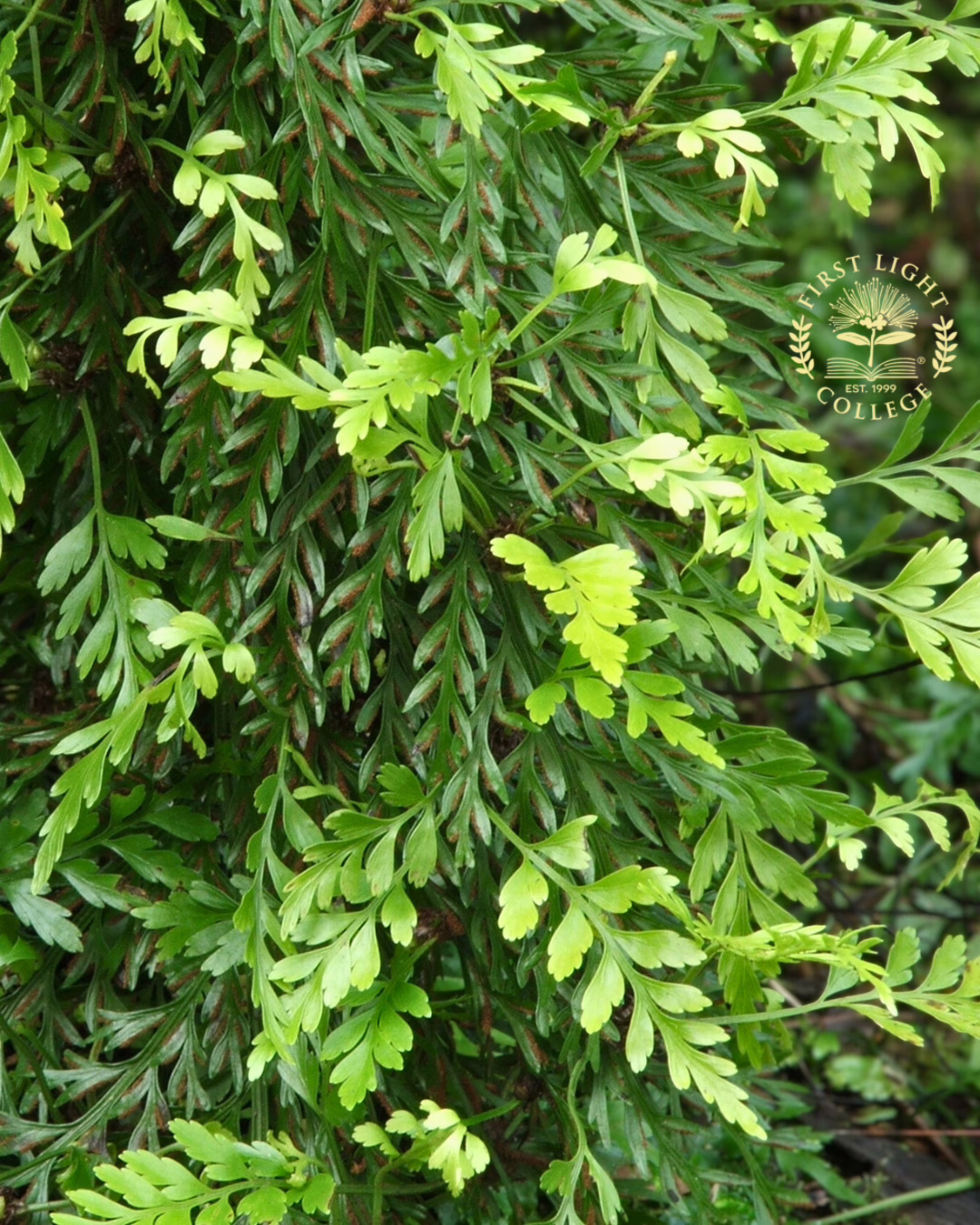 no 70 hen and chicken fern