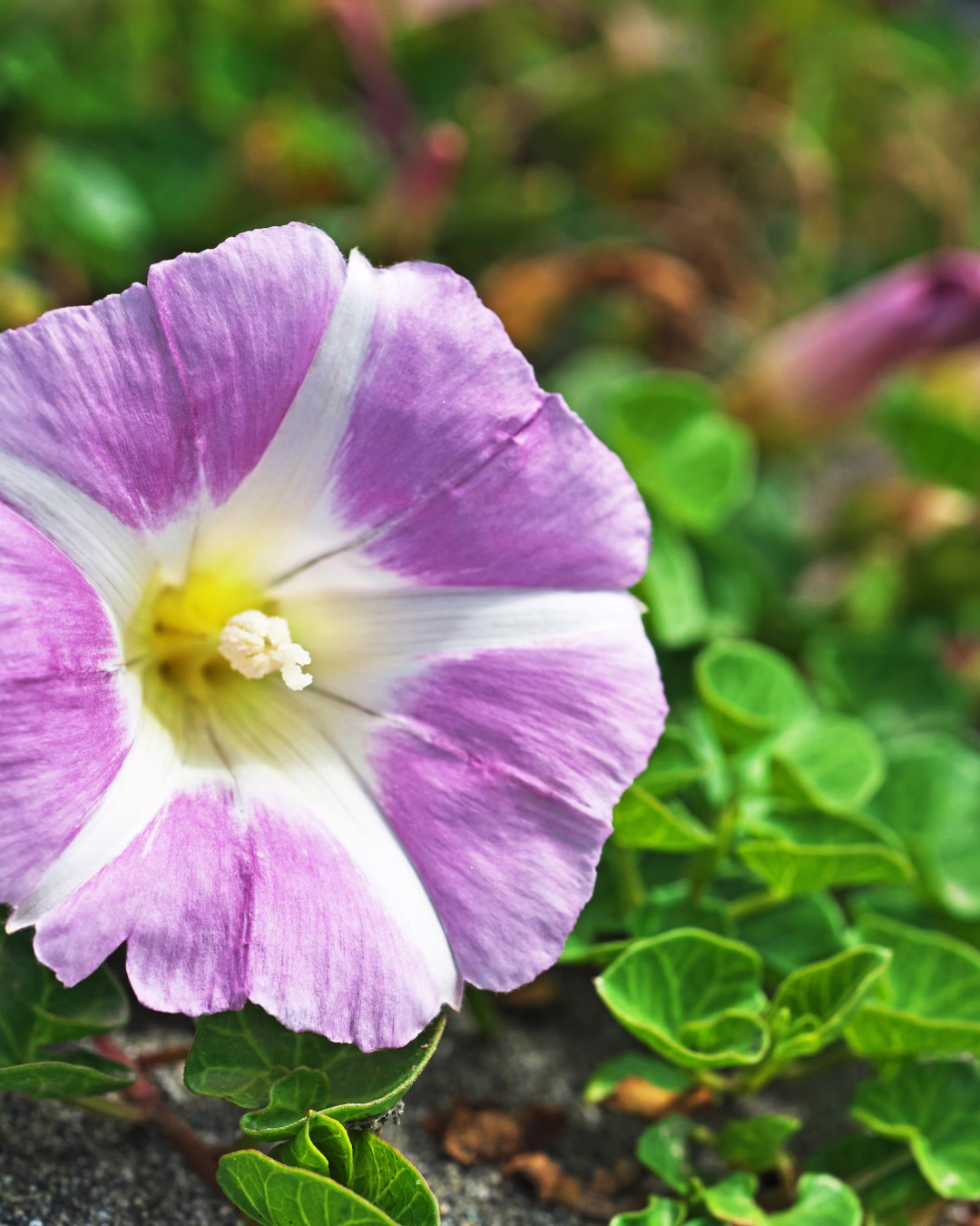 no 71 coastal convulvulus (2)