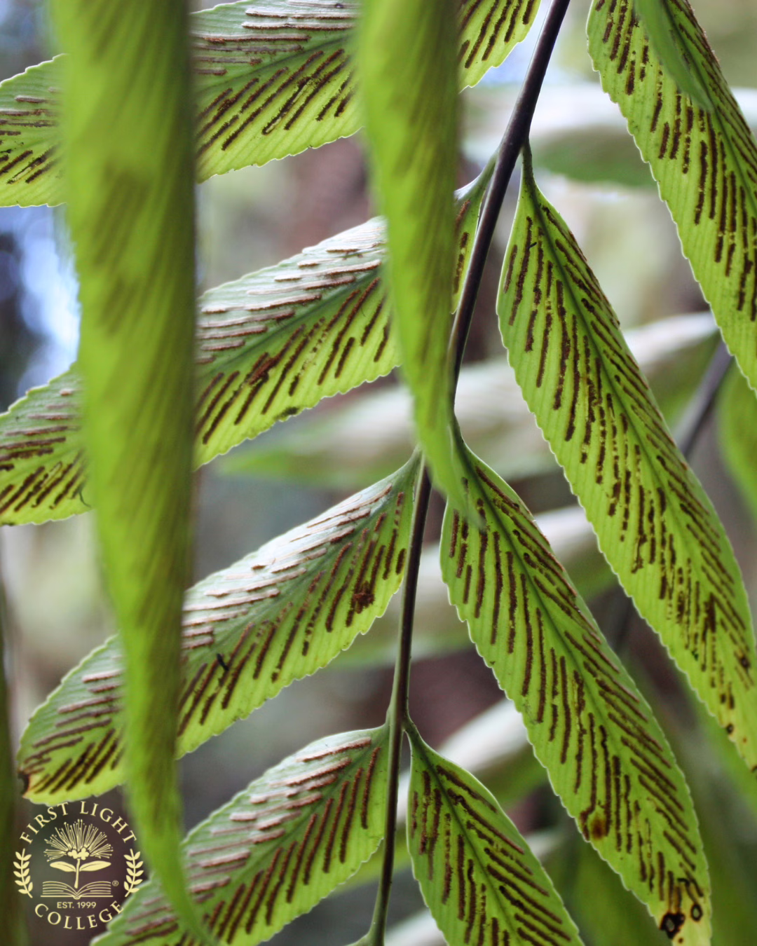 no 72 shining spleenwort