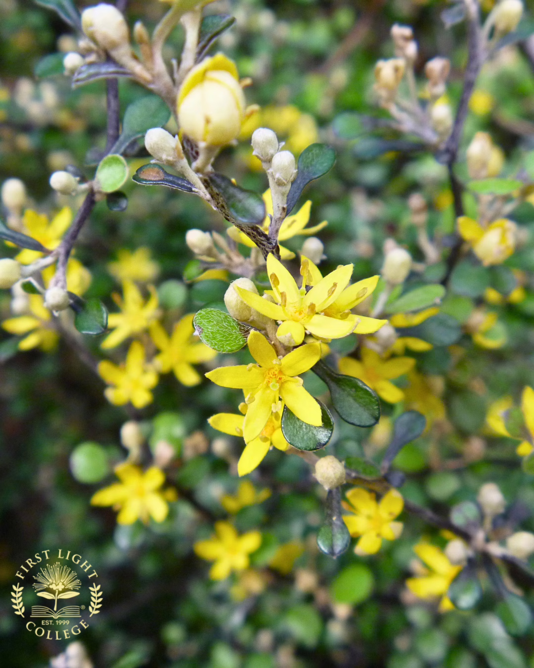 no 74 golden corokia