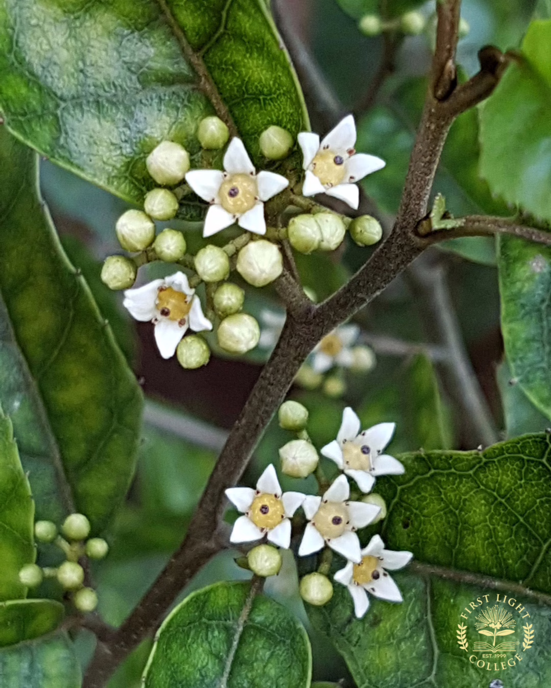 no 76 native hawthorn
