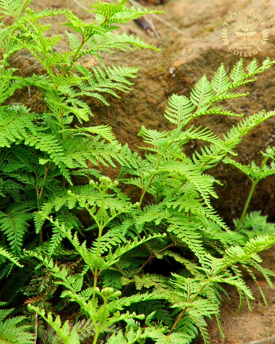no 79 fragrant fern