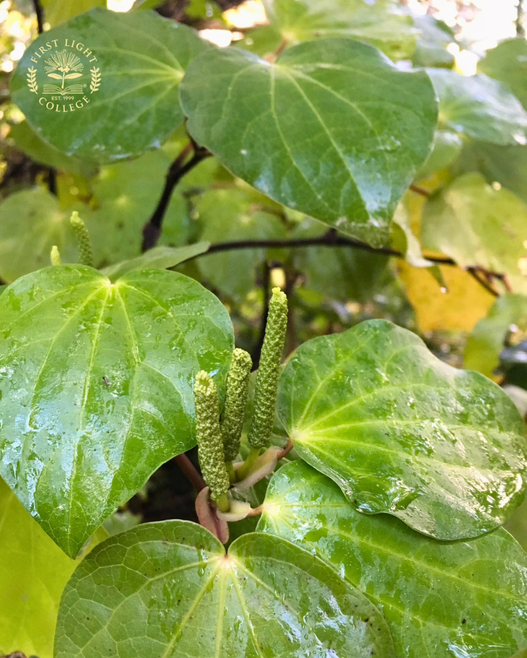 no 84 kawakawa