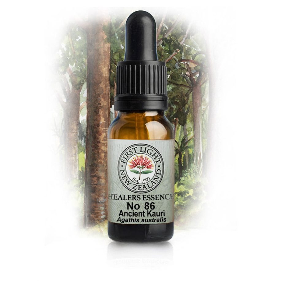 No 86 Ancient Kauri