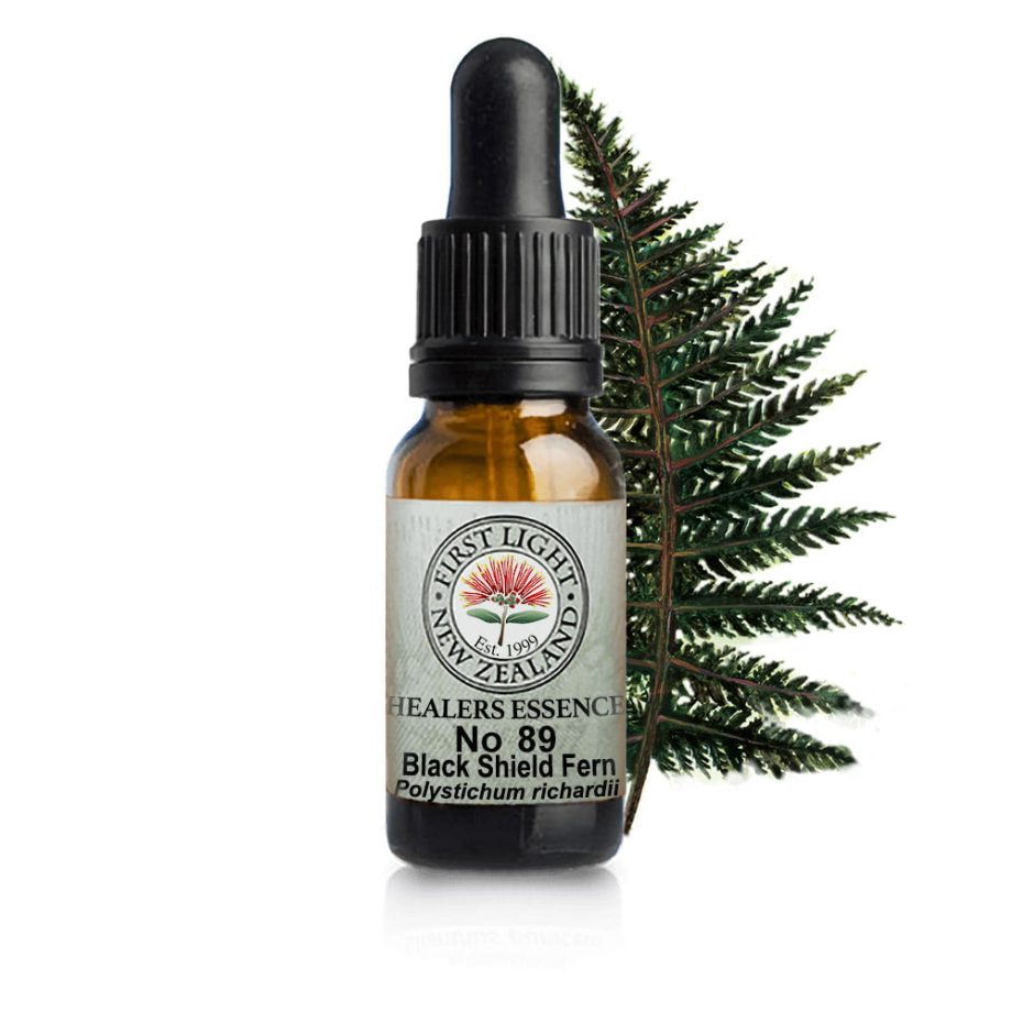 No 89 Black Shield Fern