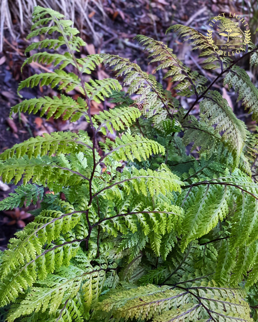 no 92 lace fern