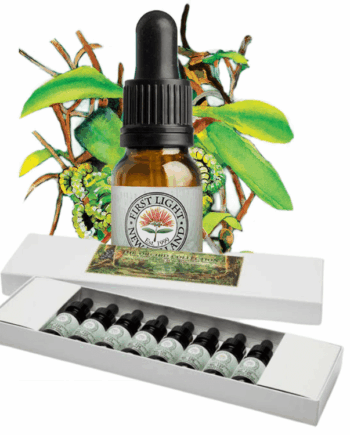 The Fern Ally Collection - Boxed Set