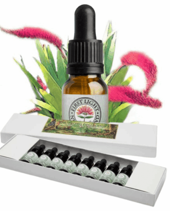 Sacred Forest Collection - Boxed Set