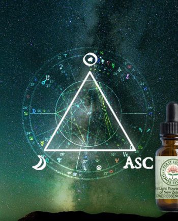 First Light® Triangle of Power Blend©