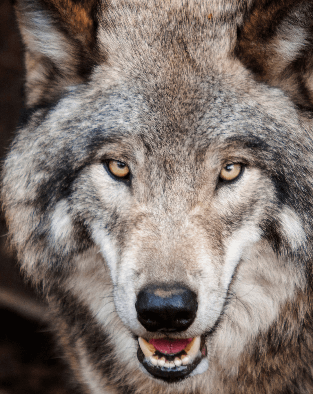 power animal shamanic journey