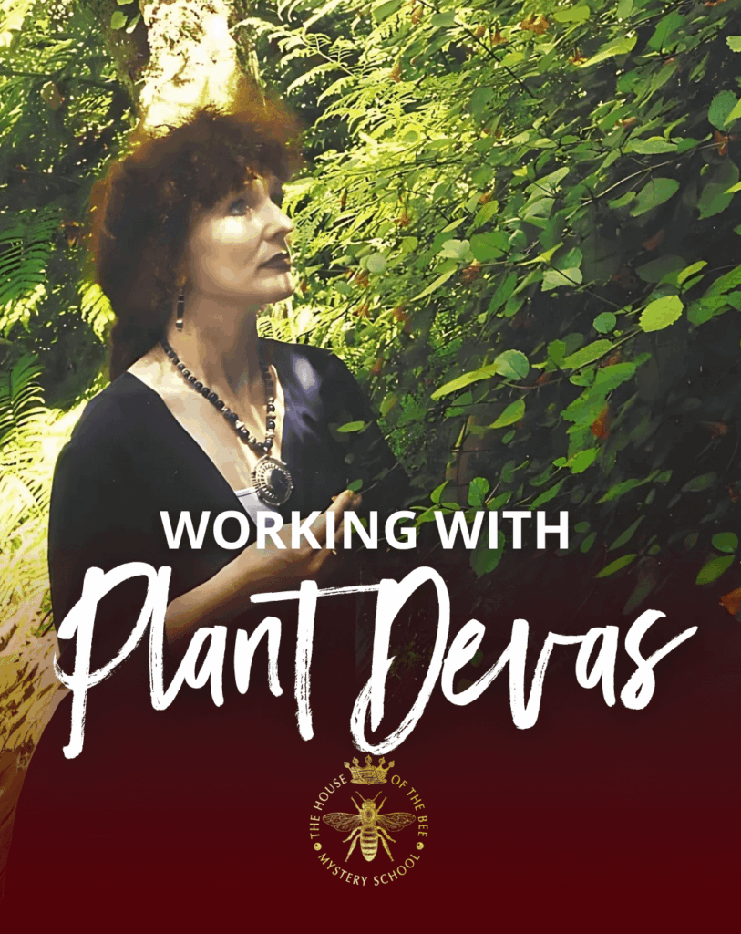 Working with Plant Devas – How I Created Flower Essences